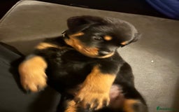 Rottweiler dogs for sale: Chunky Rottweilers for Sale - Image 6