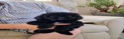 Cavapoo dogs for sale: ADORABLE DNA TESTED TOY CAVAPOO PUPPY'S  - Advert 13
