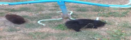 Pomeranian dogs for sale: Pomeranian puppies ready now - Advert 10