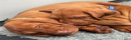 Hungarian Vizsla dogs for sale: Gorgeous Hungarian Vizsla puppies  - Advert 22