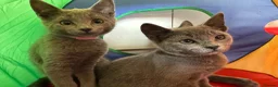 Russian Blue cats for sale: Russian Blue Kittens  - Advert 29