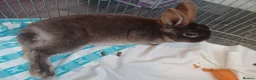 Rex rabbits for sale: 2 beautiful male rex rabbits in Leighton Buzzard - Advert 3