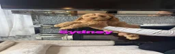 Cockapoo dogs for sale: READY NOW TO FIND HOMES  - Advert 2