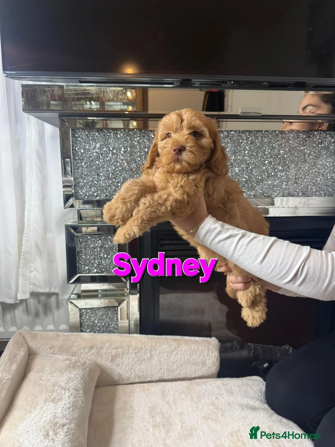 Cockapoo dogs for sale: READY NOW TO FIND HOMES  - Advert 2