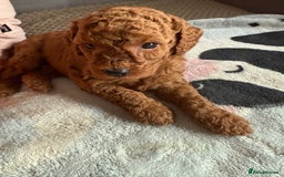 Miniature Poodle dogs for sale: KC Registered Mini Poodles ❤️ - Image 5