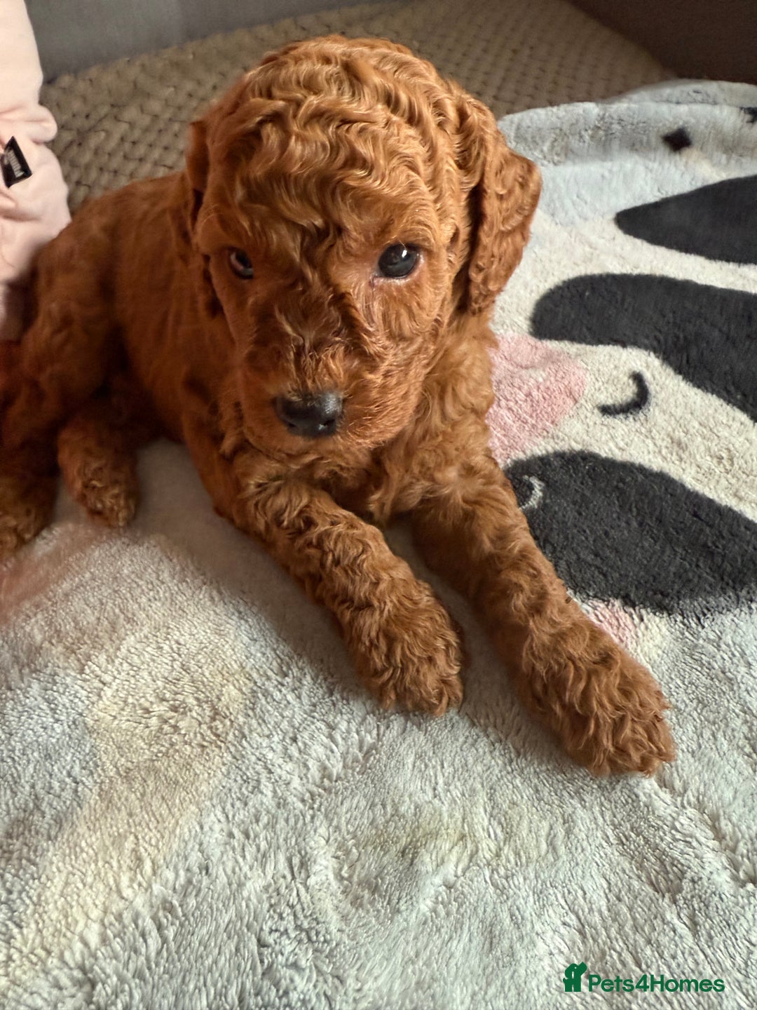 Miniature Poodle dogs for sale: KC Registered Mini Poodles ❤️ - Image 5