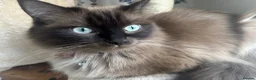 Ragdoll cats for sale: Chocolate ragdoll - Advert 3