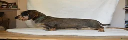 Miniature Dachshund dogs for stud: Wild boar Miniature wire hair stud dog  in Spalding - Advert 5