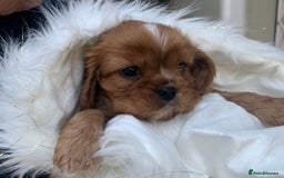 Cavalier King Charles Spaniel dogs for sale: Top Quality Cavalier Babies - Advert 4