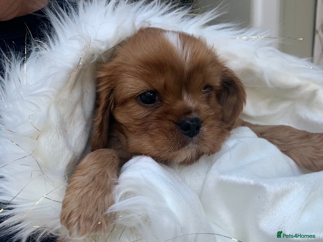 Cavalier King Charles Spaniel dogs for sale: Top Quality Cavalier Babies - Advert 4