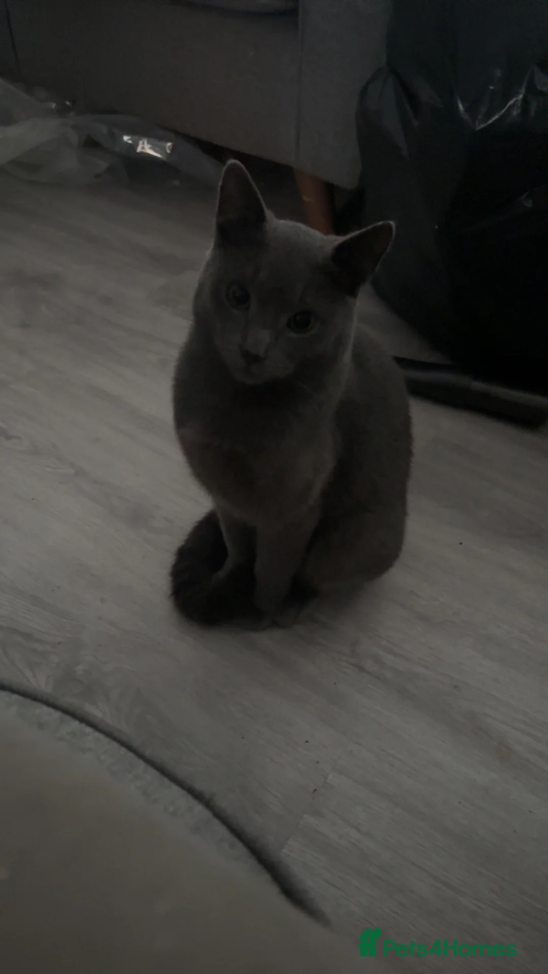 Russian Blue cats for sale: Russian blue  in Belfast - Advert 2
