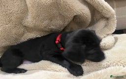 Mixed Breed dogs for sale: Springer Schnoodle puppies  - Advert 12