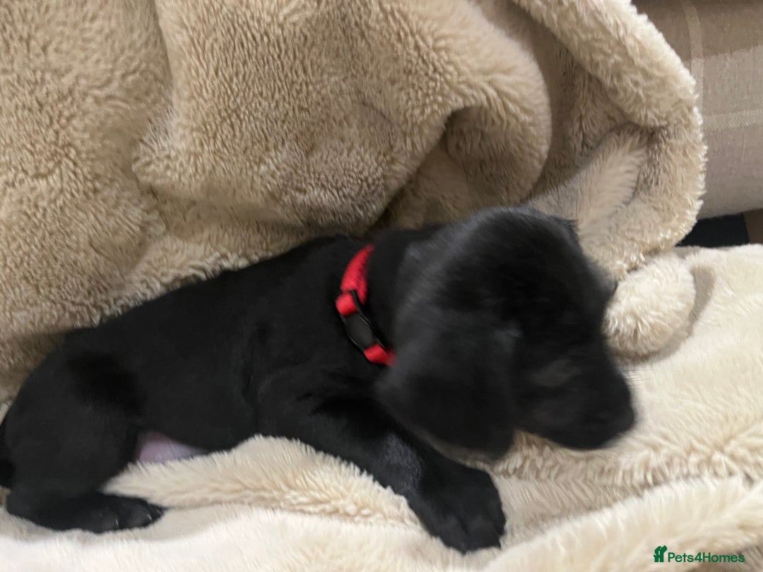 Mixed Breed dogs for sale: Springer Schnoodle puppies  - Advert 12