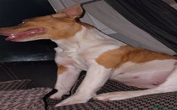Mixed Breed dogs for sale: Honey AkitaX - Image 3