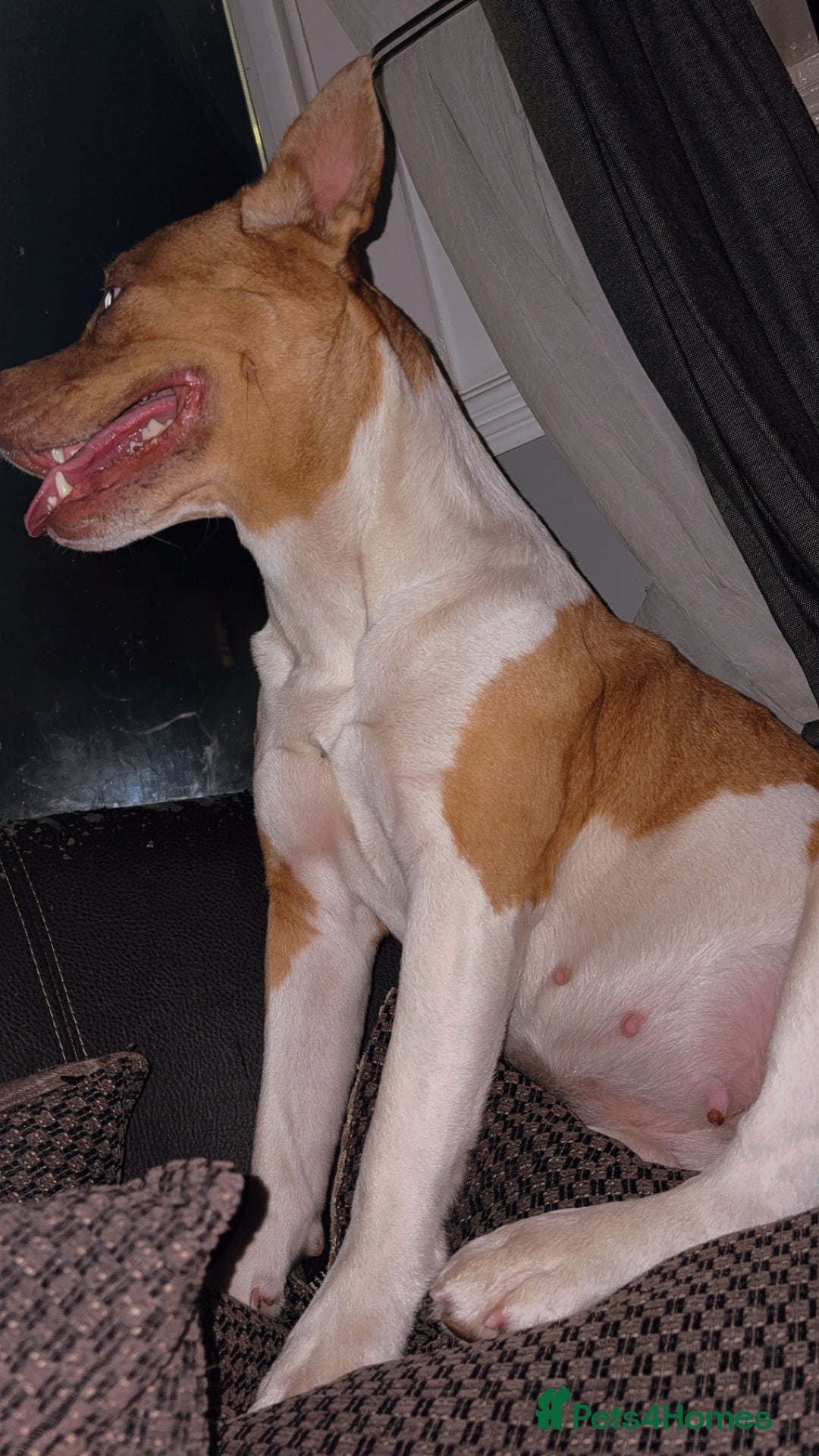 Mixed Breed dogs for sale: Honey AkitaX - Image 3