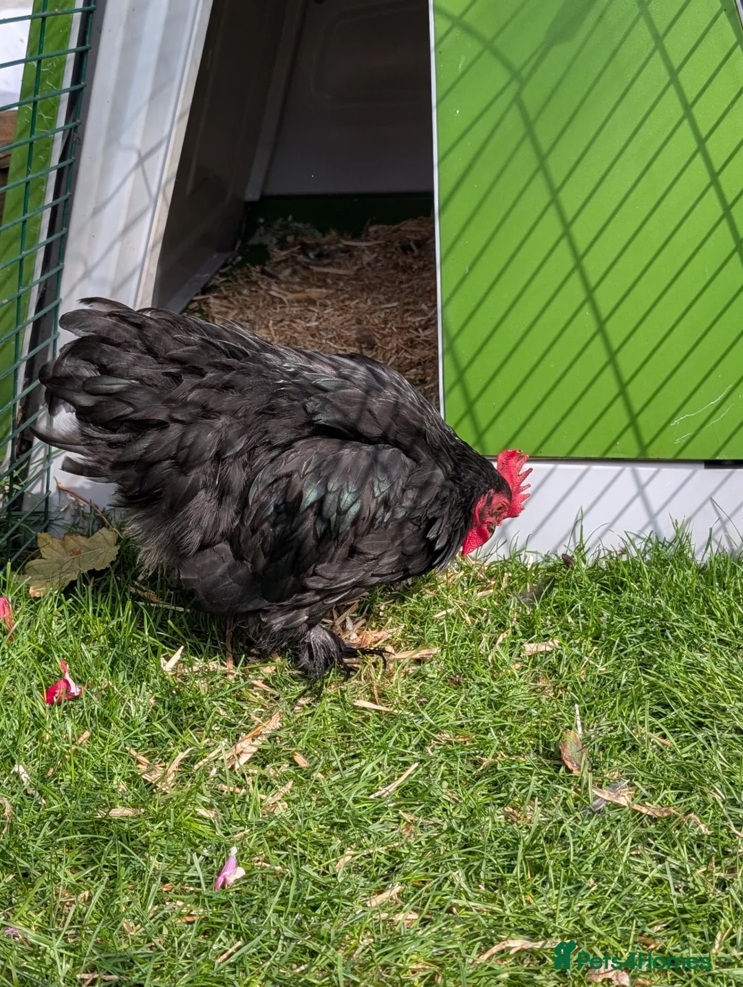 Chickens poultry for sale: Pekin bantam Cockerel - Advert 3