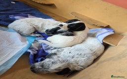 Mixed Breed dogs for sale: Sweetest Sprollies - Image 5