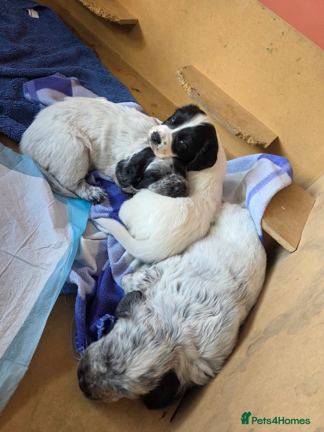 Mixed Breed dogs for sale: Sweetest Sprollies - Image 5