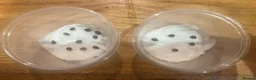 Stick Insects invertebrates for sale: Spiny stick insect eggs in Hove - Advert 1