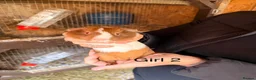 Guinea Pig rodents for sale: 10 week old baby Guinea pigs boys and girls  - Advert 6