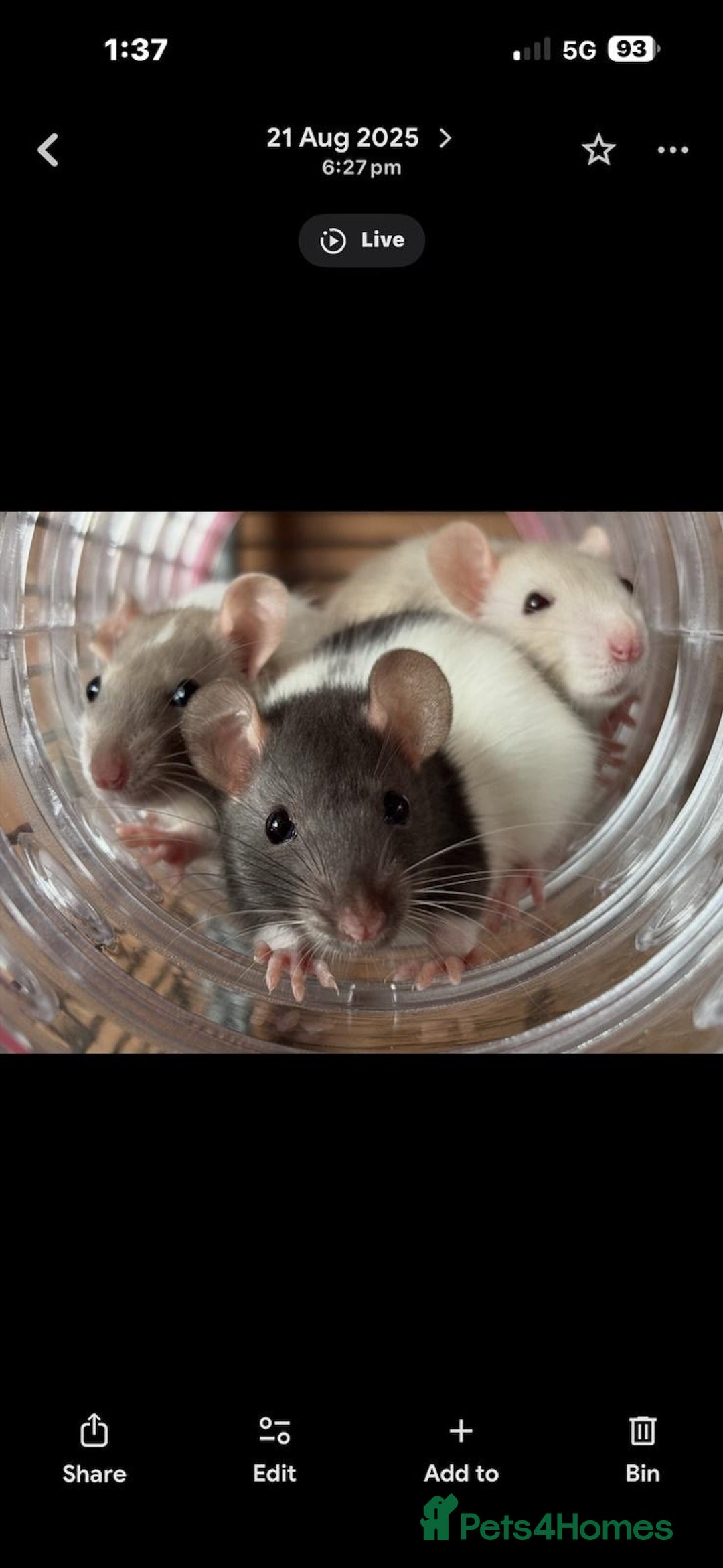 Rat rodents for sale: X3 female rats  - Advert 1