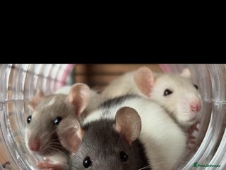 Rat rodents X3 female rats - Advert 1