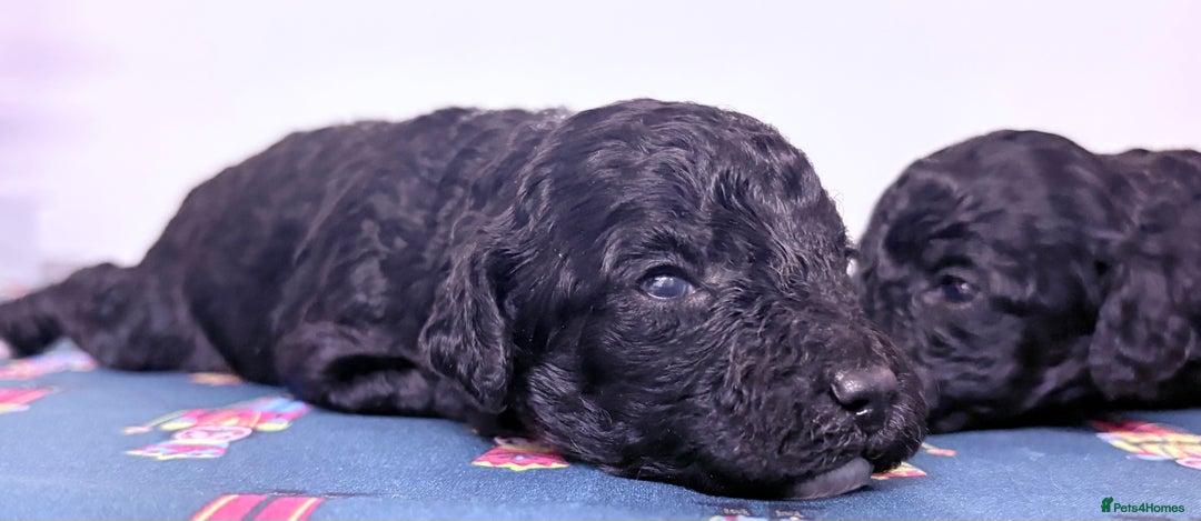 Cavapoochon dogs for sale: Rare Cavapoochons Home Raised PRA clear - Advert 29