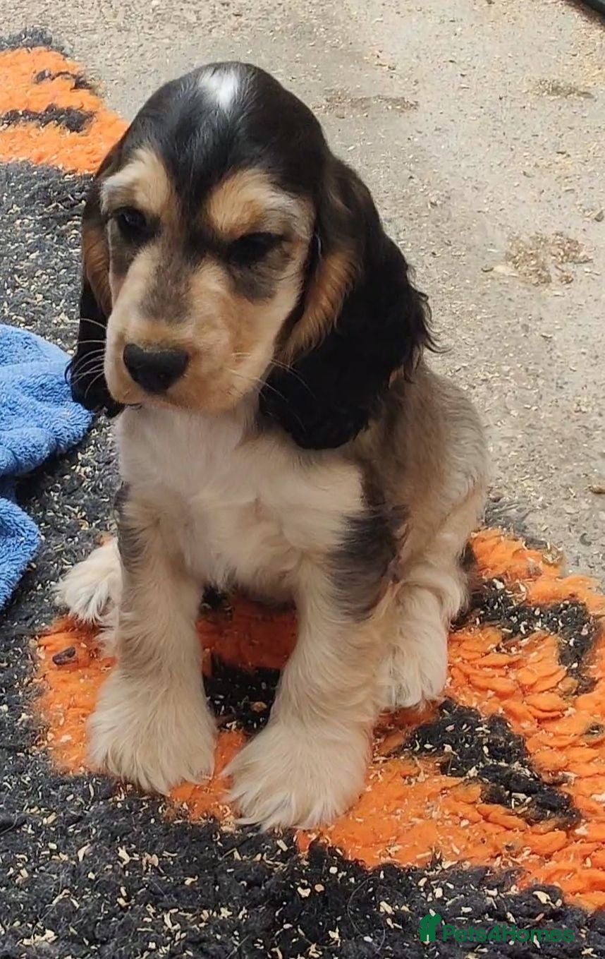 Cocker Spaniel dogs Stunning Show Type Cocker Spaniels  - Advert 1