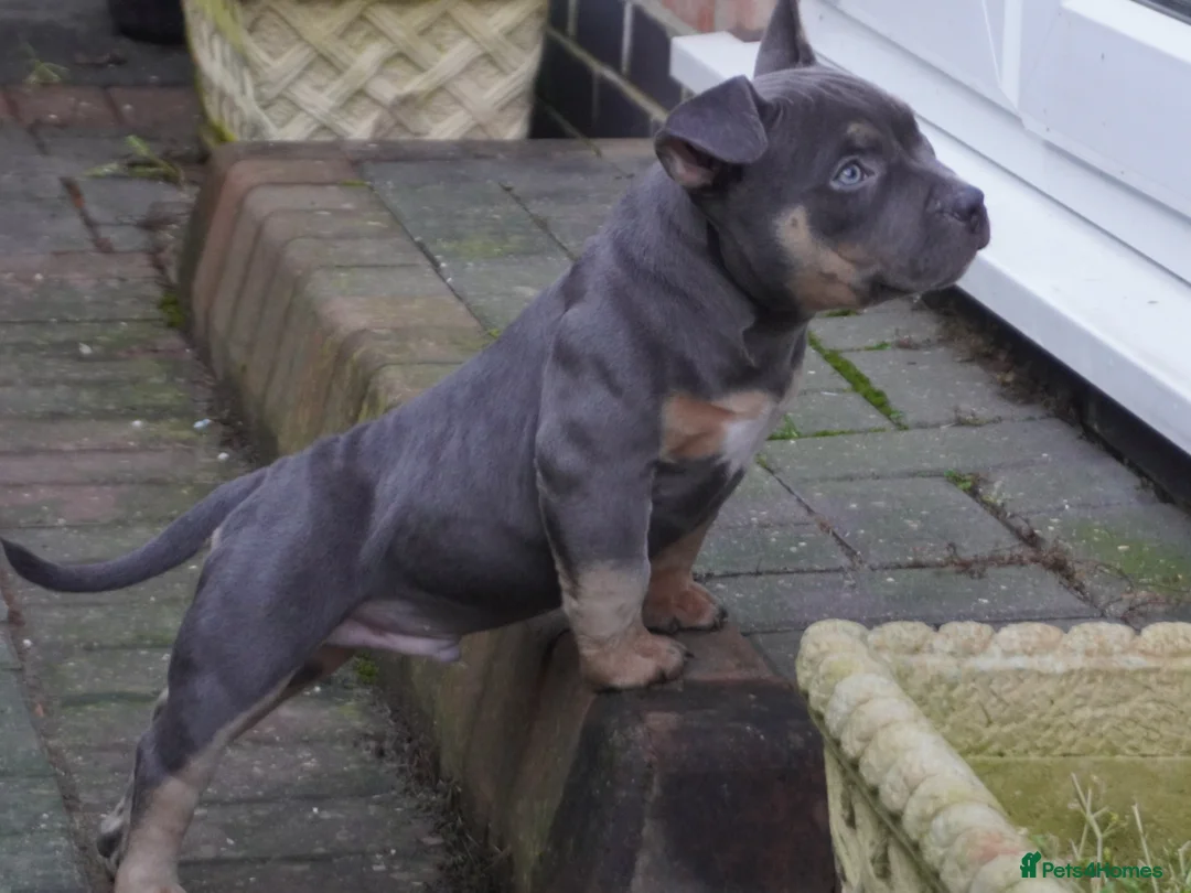 American Bully dogs for sale: 1 ABKC Pocket Bully puppy remaining - Advert 1