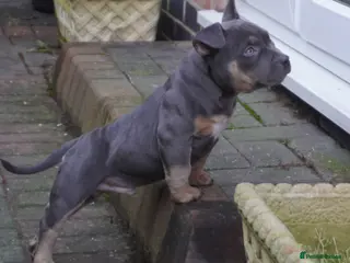 American Bully dogs 1 ABKC Pocket Bully puppy remaining - Advert 3