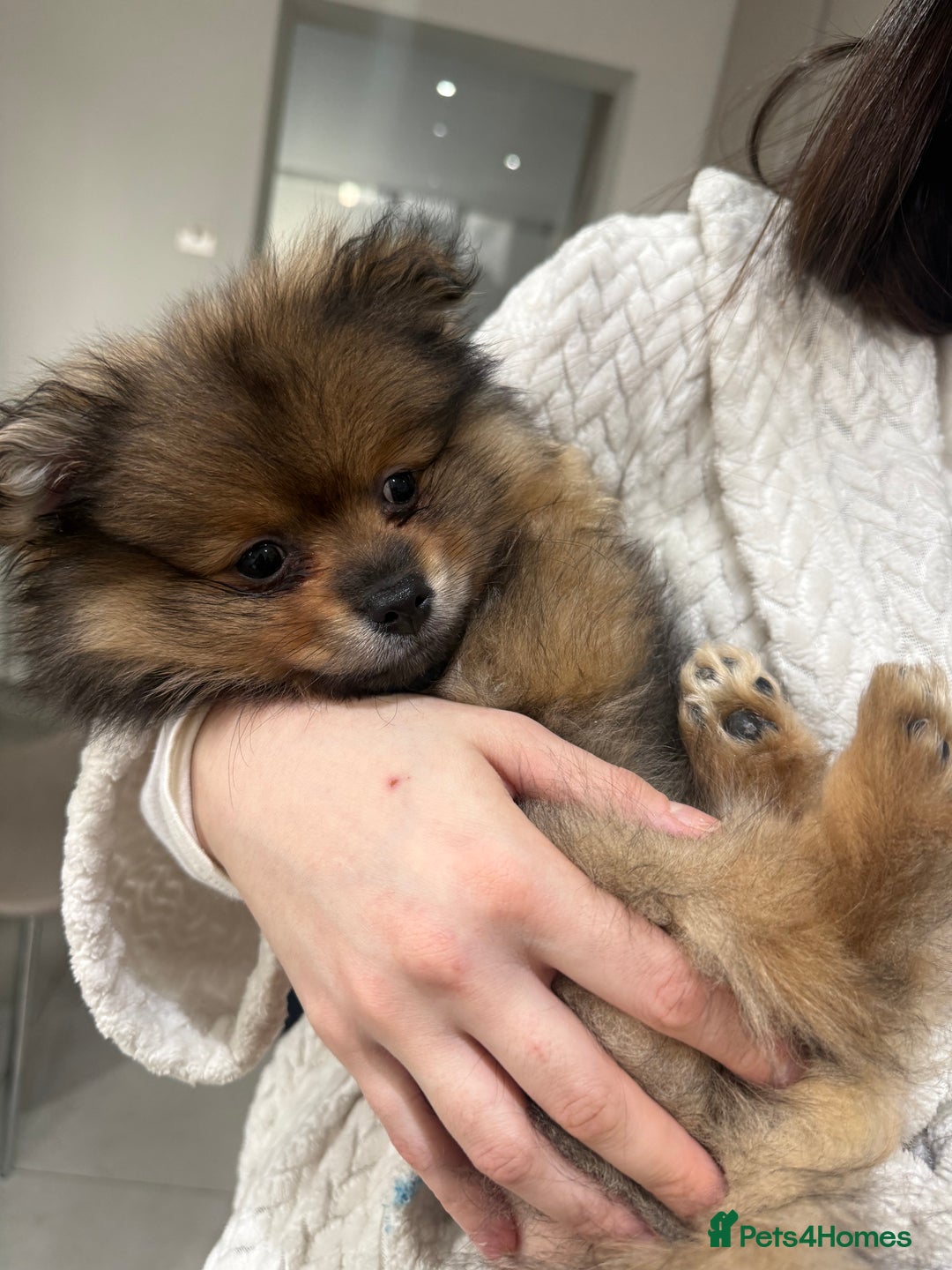 Pomeranian dogs for sale: ✨Pomeranian Puppy Looking for a Loving Home ✨ - Advert 6