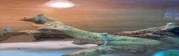 Bearded Dragon reptiles for sale: Baby Bearded Dragons. Visual Dunners & Hypos - Advert 4