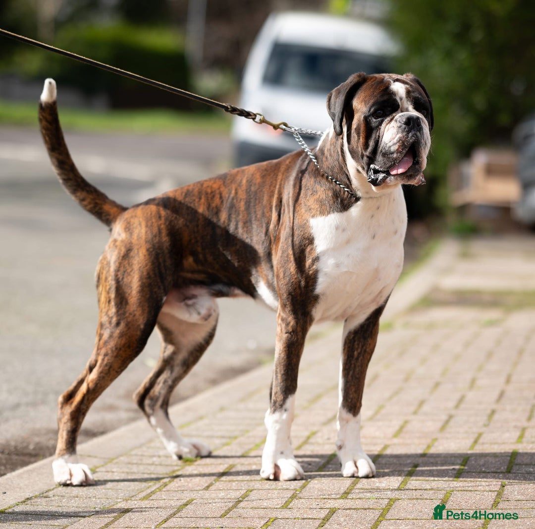 Boxer dogs for sale: Boxer Puppies UPDATED PHOTOS  - Advert 23