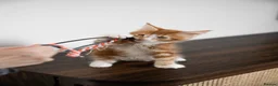 Maine Coon cats for sale: 5 Beautiful Russian Import Kittens TICA - Advert 20