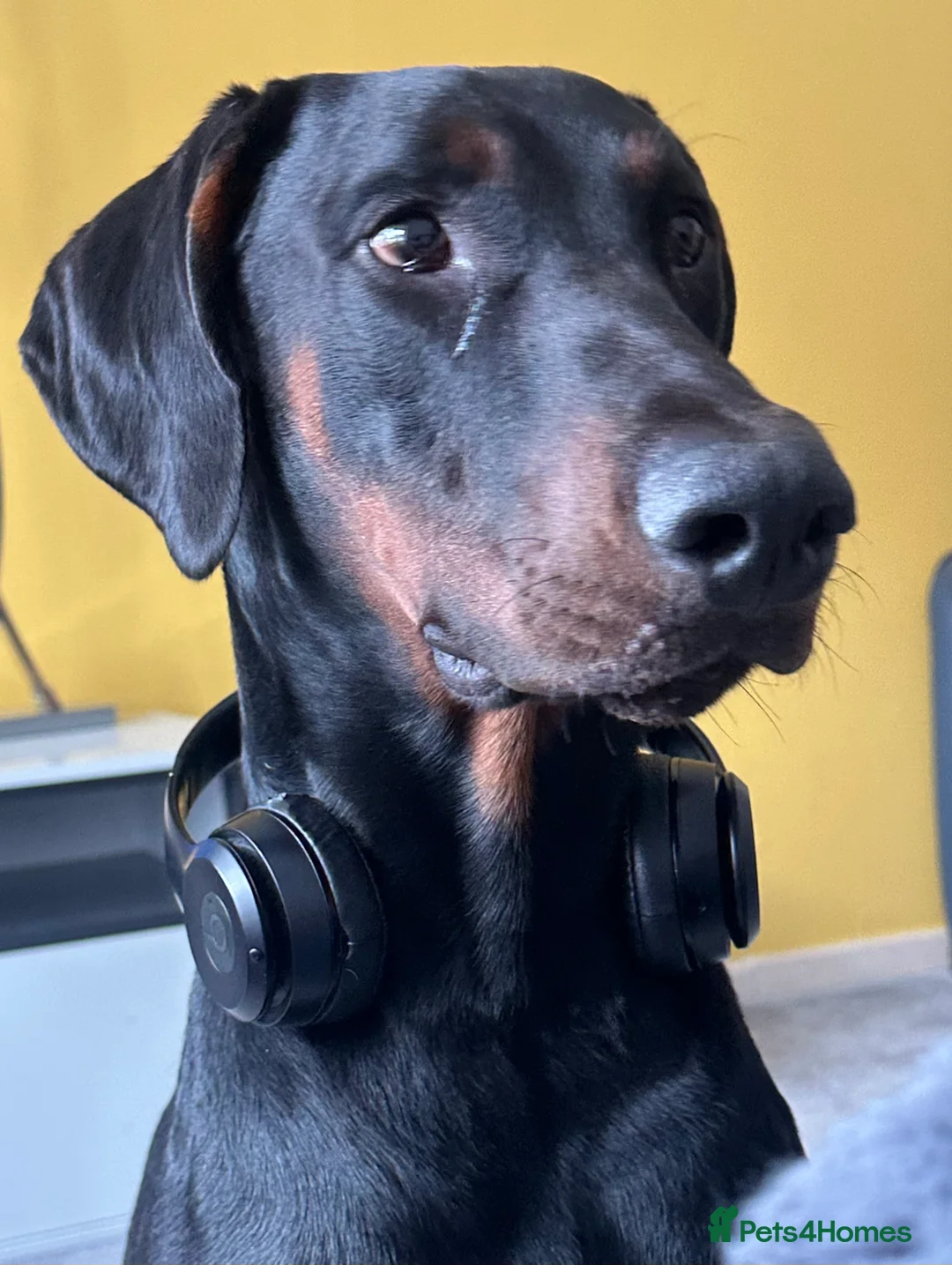 Dobermann dogs for sale: 18 Month old Male Doberman in Swadlincote - Advert 2