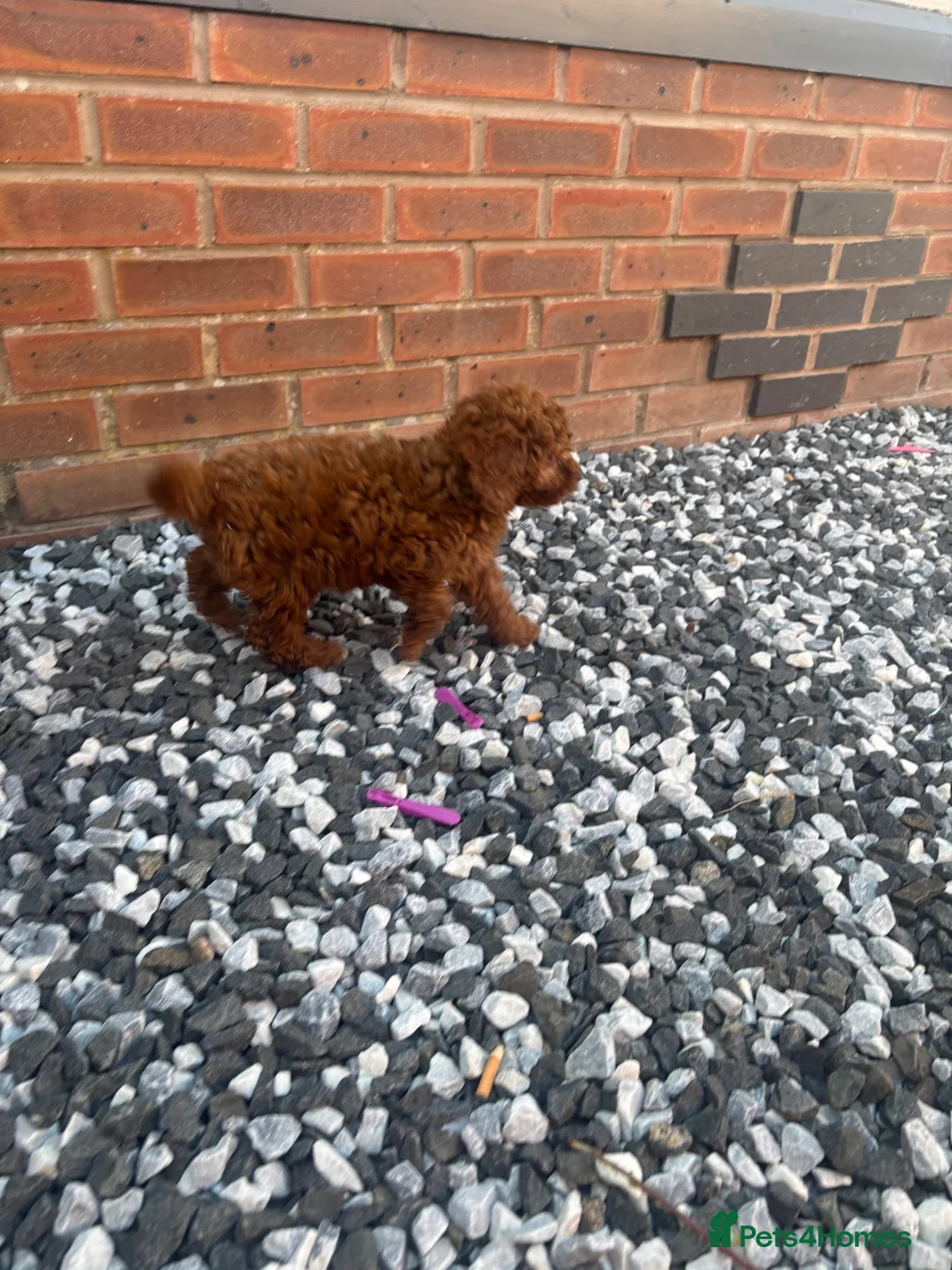 Cavapoo dogs for sale: Stunning health checked Cavapoo puppies  - Advert 19