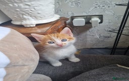 RagaMuffin cats for sale: Adorable Ragamuffin X kittens  - Image 7