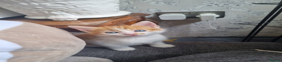 RagaMuffin Kitten 3