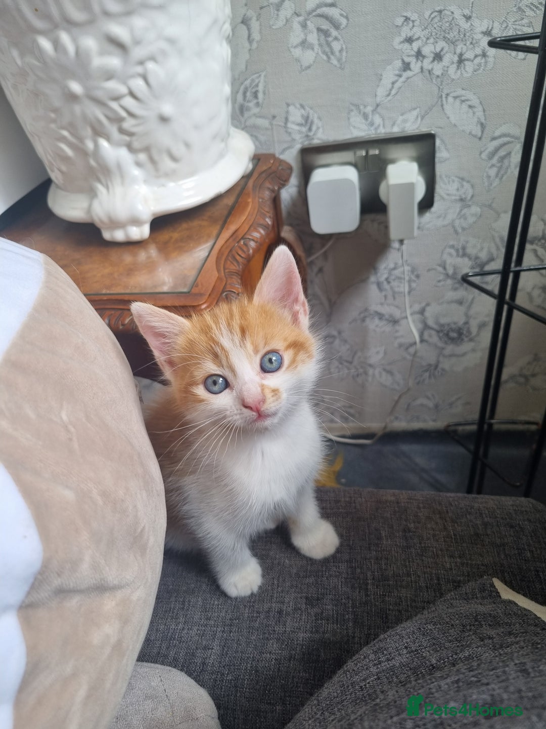 RagaMuffin cats for sale: Adorable Ragamuffin X kittens  - Image 7