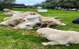 Golden Retriever dogs for sale: Golden retriever puppies - Image 5