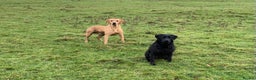Labrador Retriever dogs for stud: Fully health Tested Labrador, Carrying Fox Red in Tewkesbury - Advert 11