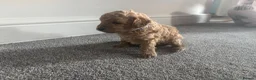 Miniature Poodle dogs for sale: 7 outstanding KC registered miniature's poodles  - Advert 5