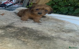 Doxiepoo dogs for sale: Doxiepoos - Image 7