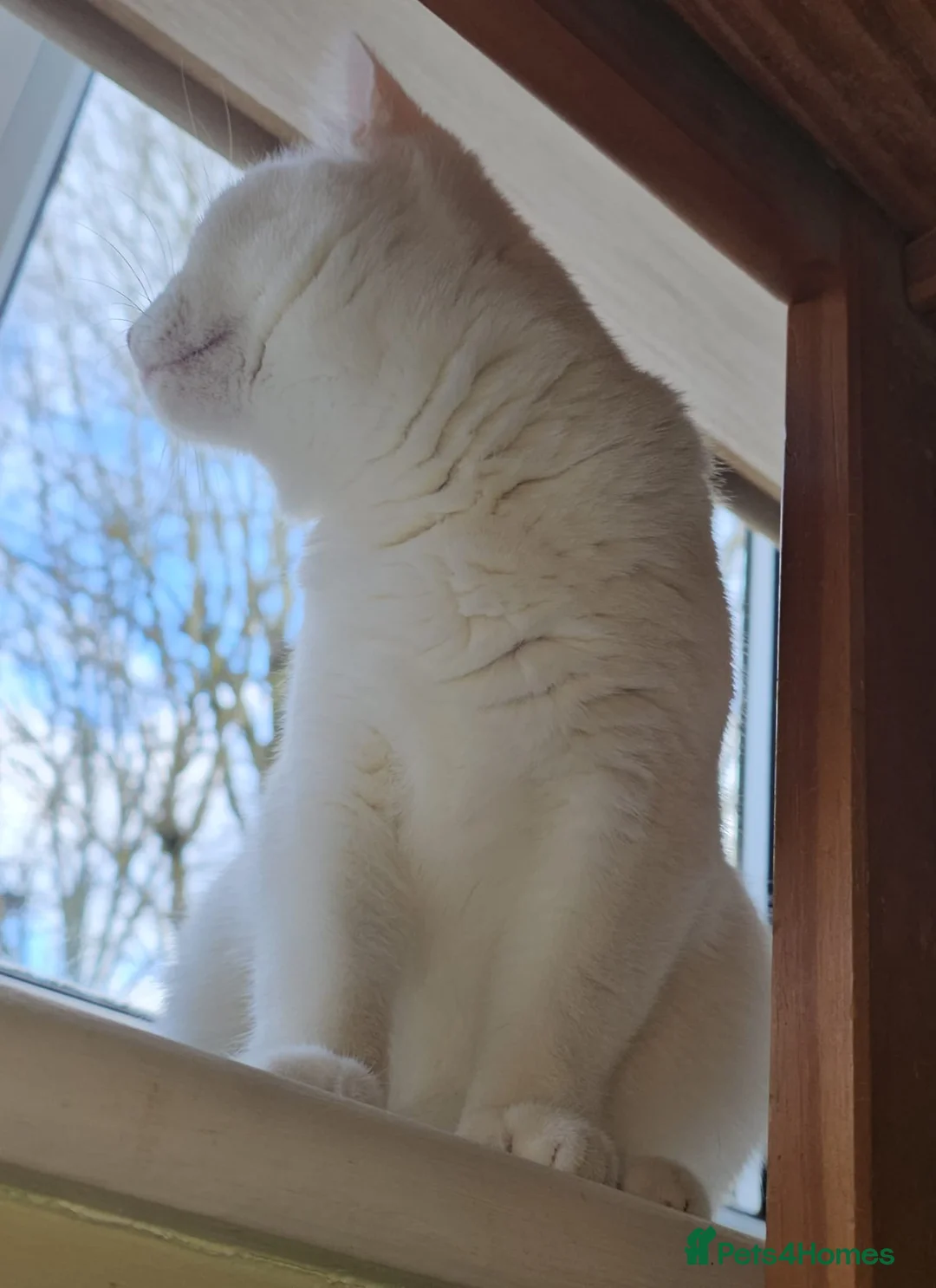 Mixed Breed cats for adoption: Special Nova needs a special indoor home - Advert 8