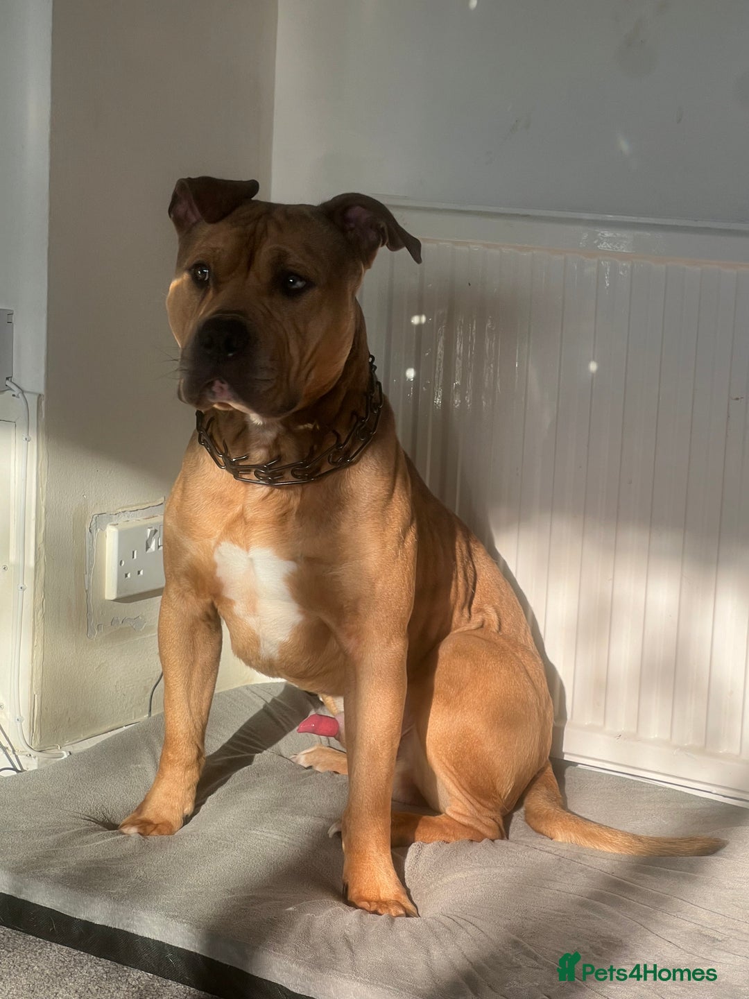 Mixed Breed dogs for sale: Reggie 3 year old intact male  - Image 2