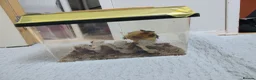 Gecko reptiles for sale: Crested gecko for sale 🦎Big bundle  in Maidenhead - Advert 4