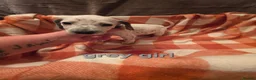 Mixed Breed dogs for sale: Dalmatian x cocker spaniel puppies  - Advert 13