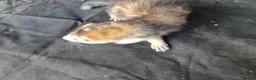 Ferret rodents for sale: Semi Angora Dark Silver Mitted - Advert 3