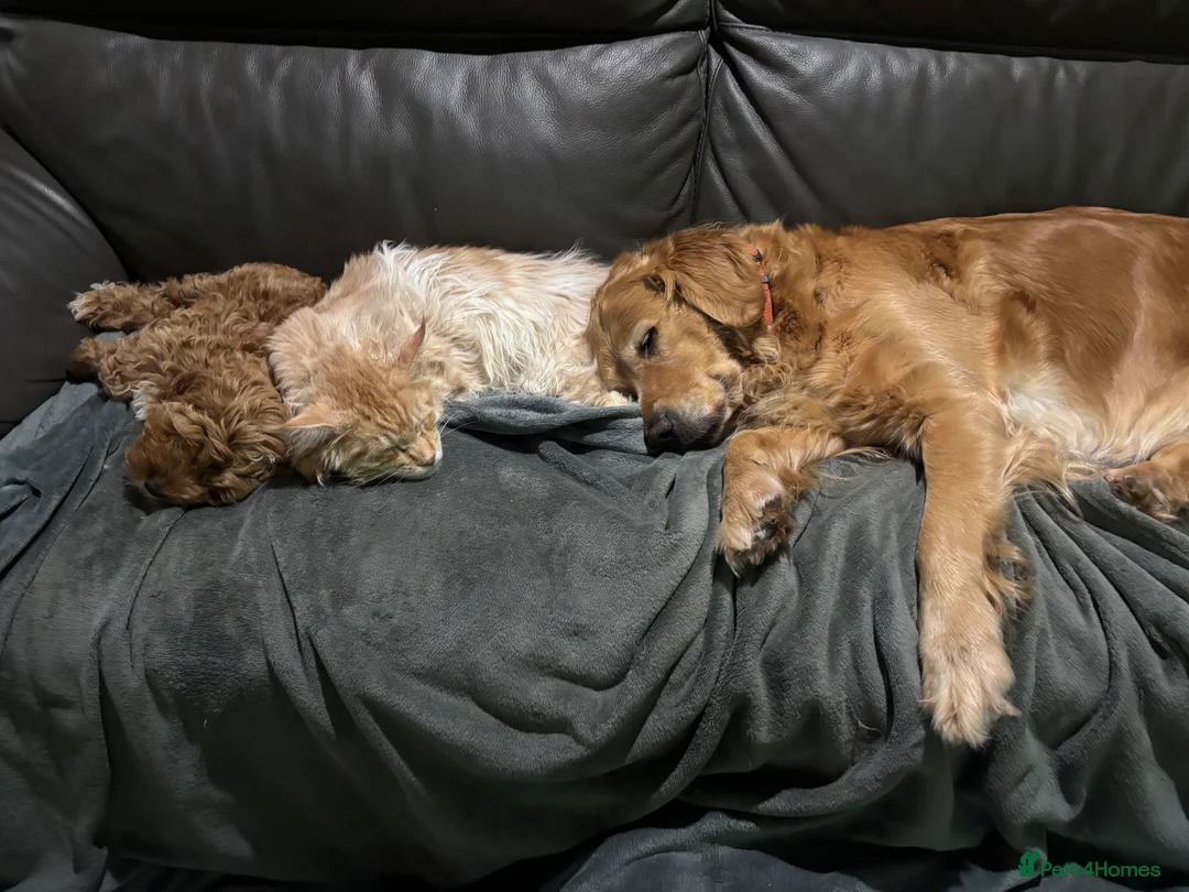 Cockapoo dogs for sale: ‼️ Attention Please ‼️ - Advert 31