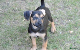Mixed Breed dogs for sale: Mixed Breed Pups - Image 22